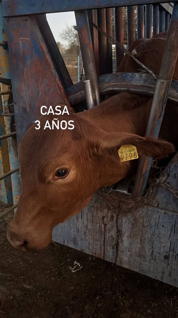 26-5715-9796 HEMBRA-CRIOLLO