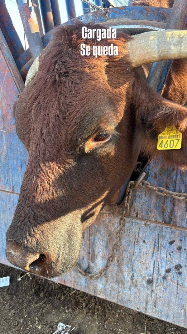 26-5475-4607 HEMBRA-BEEFMASTER