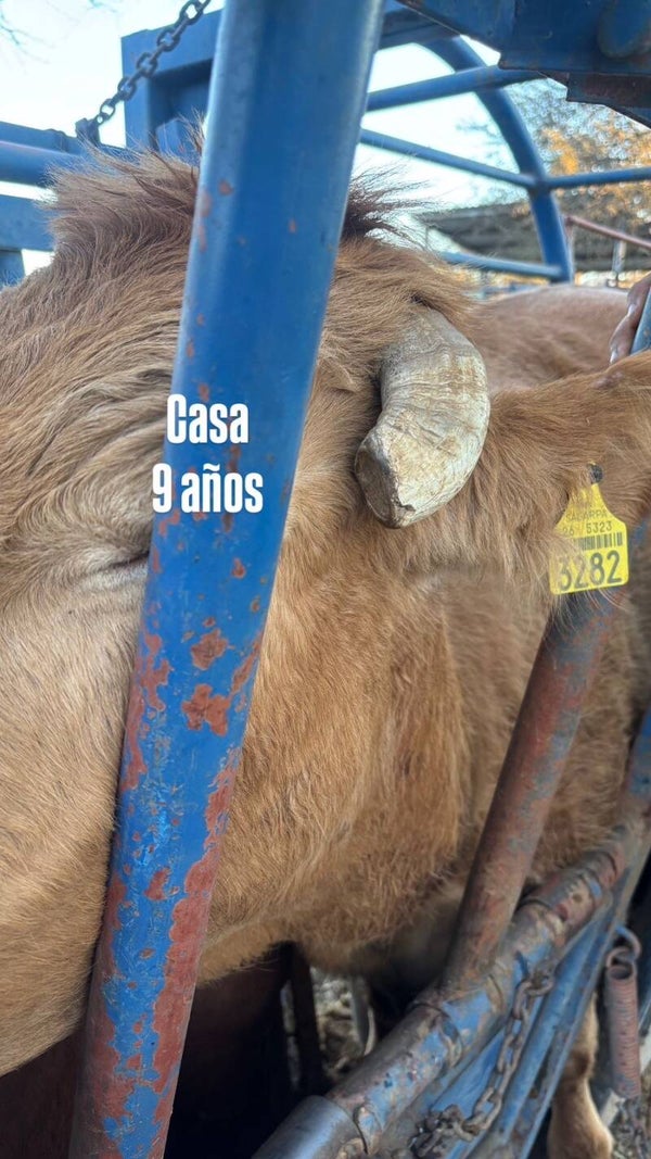 26-5323-3282 HEMBRA-BEEFMASTER