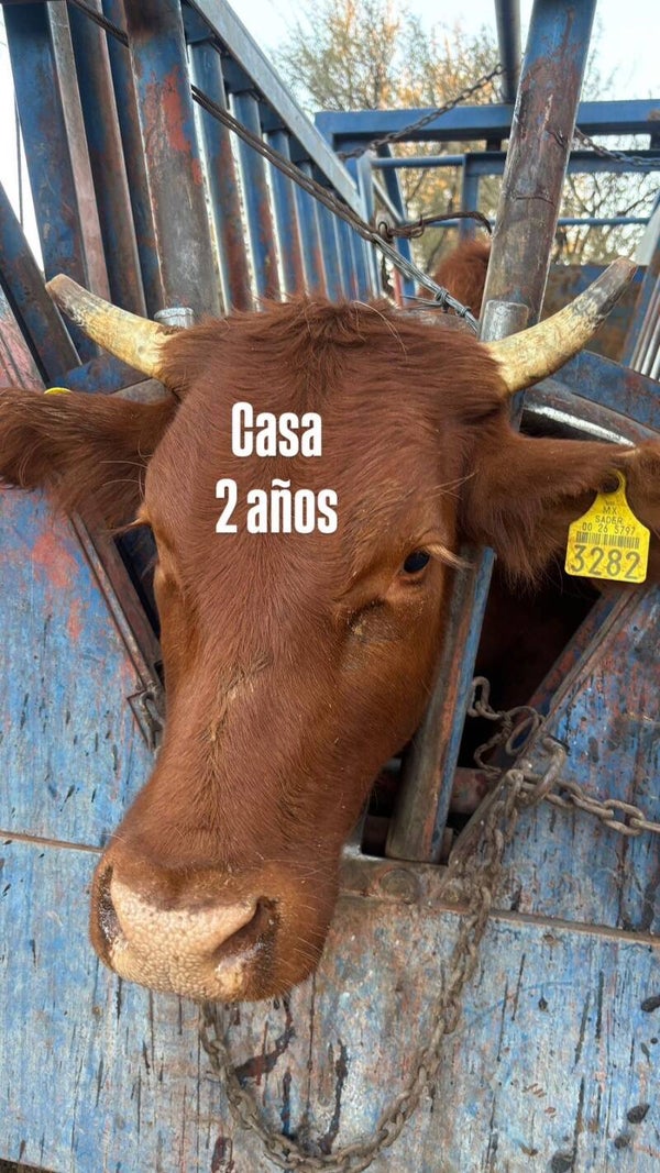 26-5797-3282 HEMBRA-CRUZA