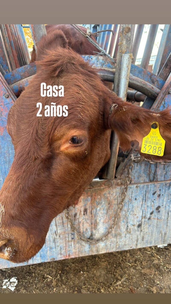 26-5797-3288 HEMBRA-CRUZA