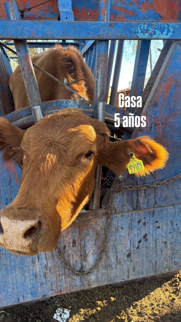 26-5639-2707 HEMBRA-CRIOLLO