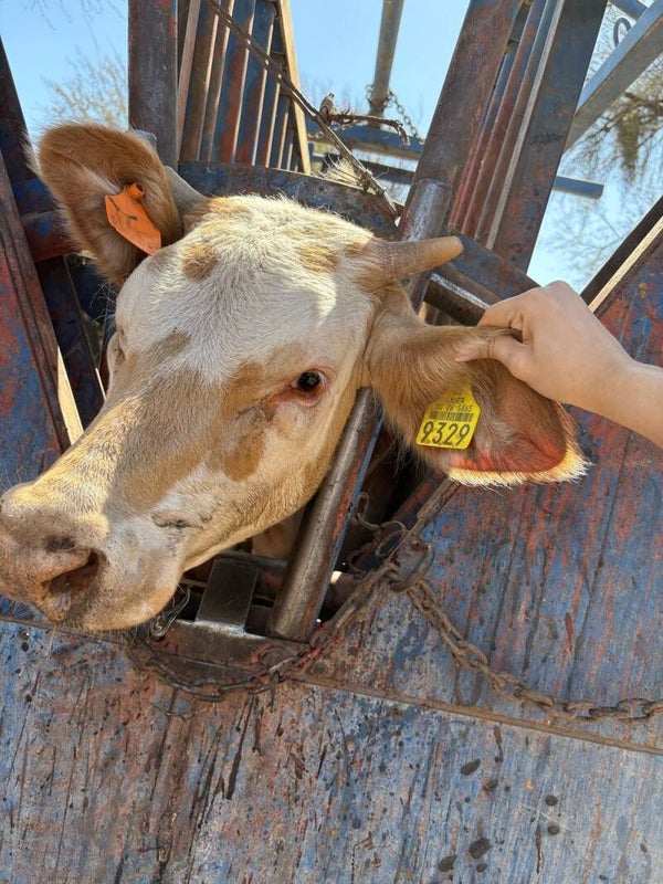 26 5865 9329 HEMBRA-SIMBRAH