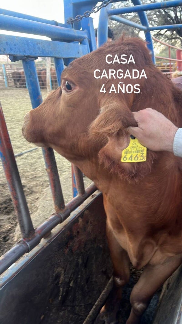 26-5675-6463 MACHO-CRUZA