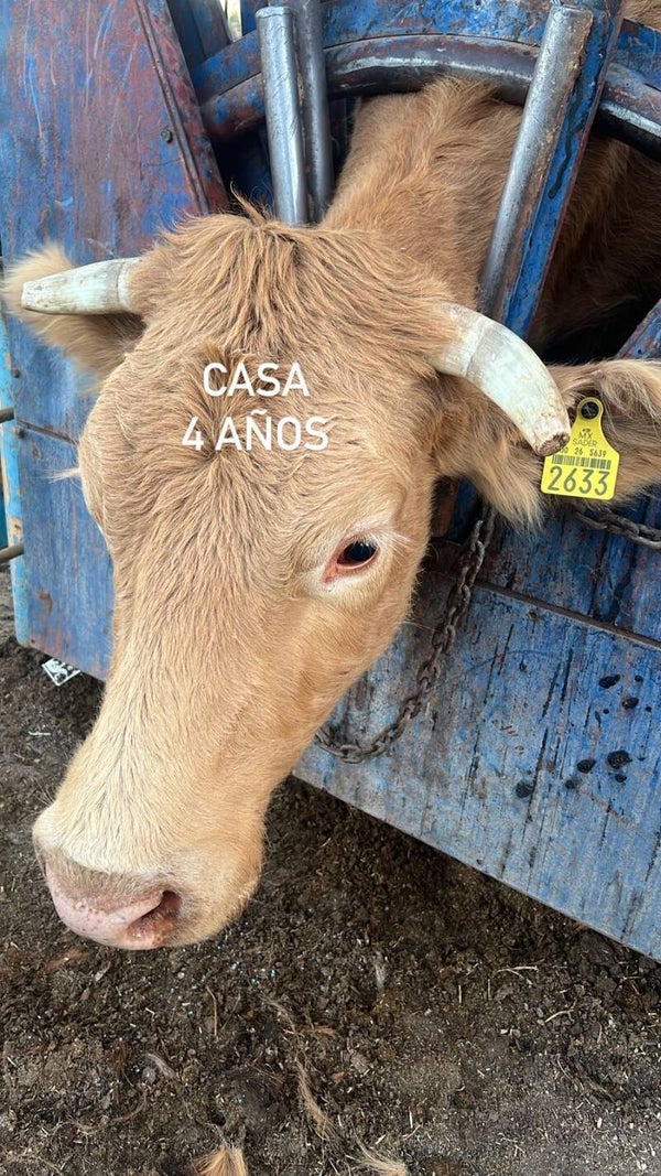 26-5639-2633 HEMBRA-BEEFMASTER
