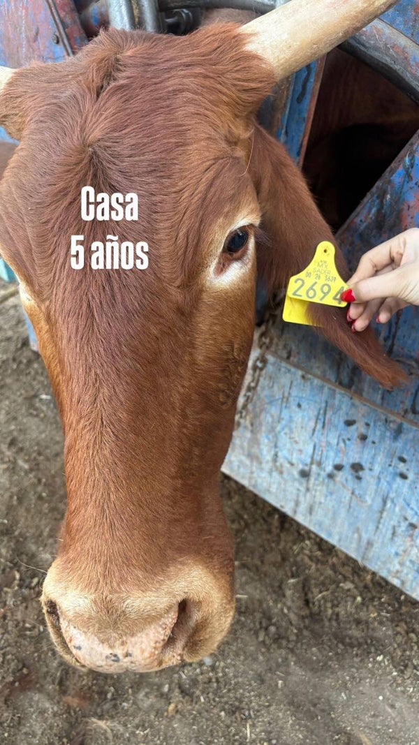 26-5639-2694 HEMBRA-CRIOLLO