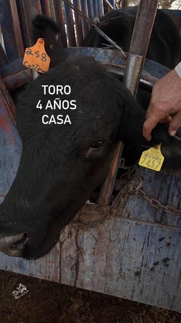 26-5727-7457 MACHO-BRANGUS
