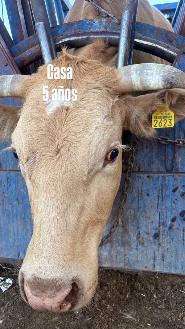 26-5639-2623 HEMBRA-BEEFMASTER