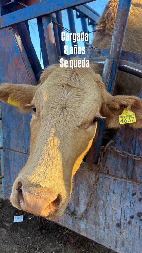 26-5475-4637 HEMBRA-CRIOLLO