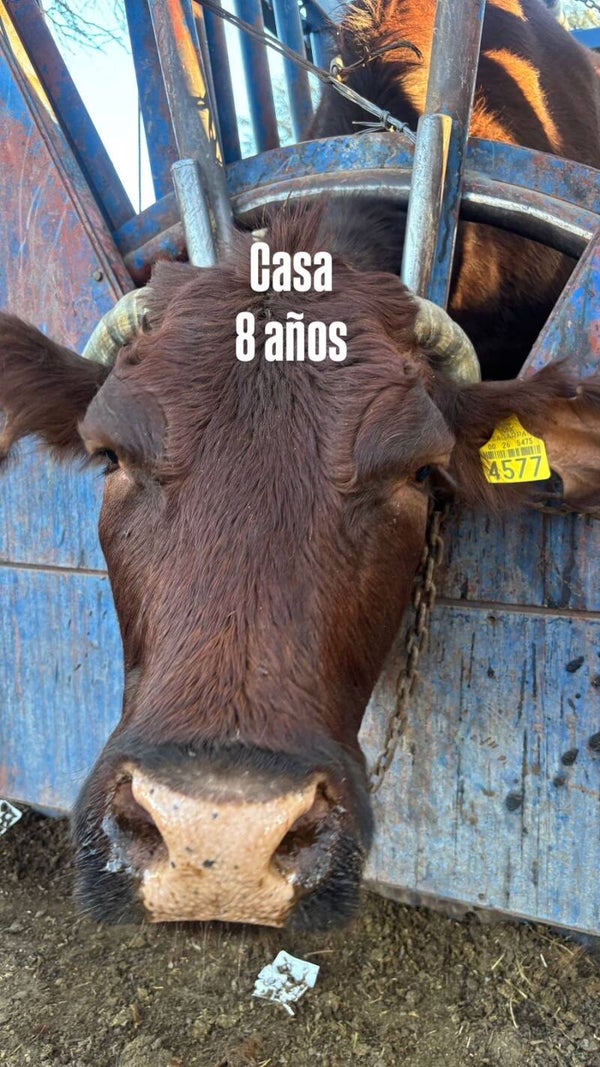 26-5475-4577 HEMBRA-BEEFMASTER
