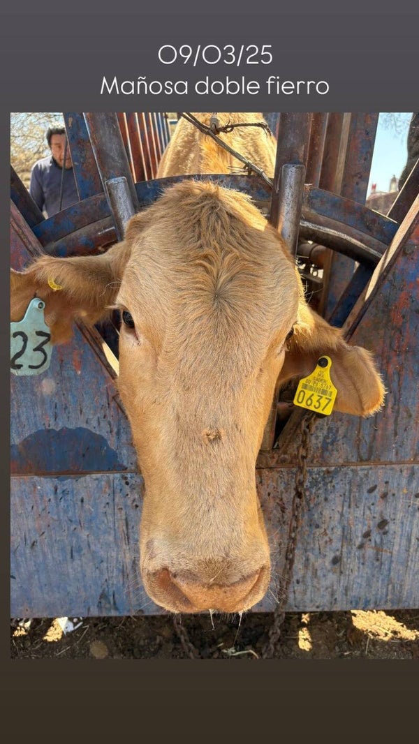 26-5767-0637 HEMBRA-CRIOLLO