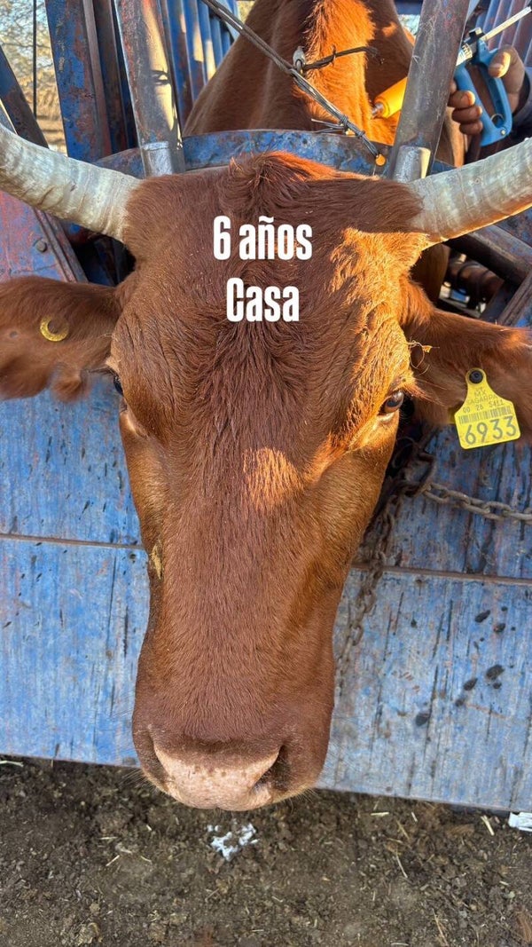 26-5411-6933 HEMBRA-CRUZA