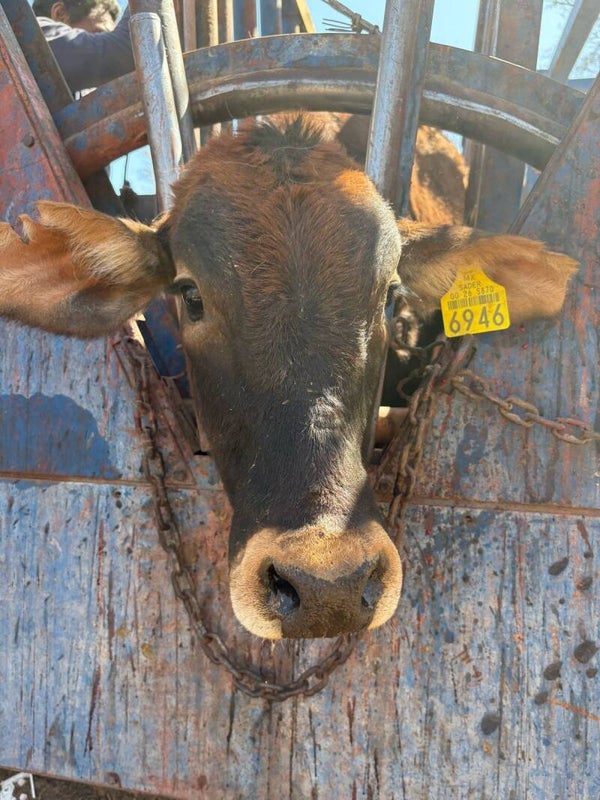 26-5870-6946 HEMBRA-CRUZA