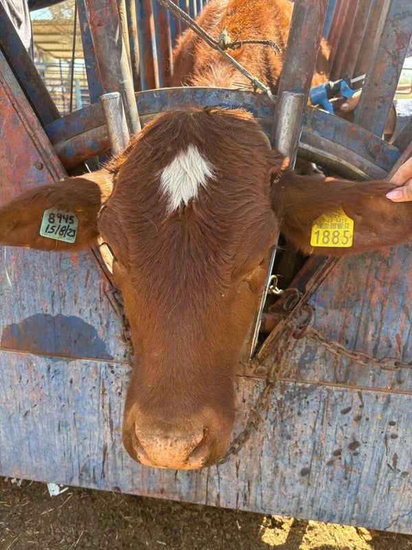26-5819-1885 HEMBRA-BEEFMASTER
