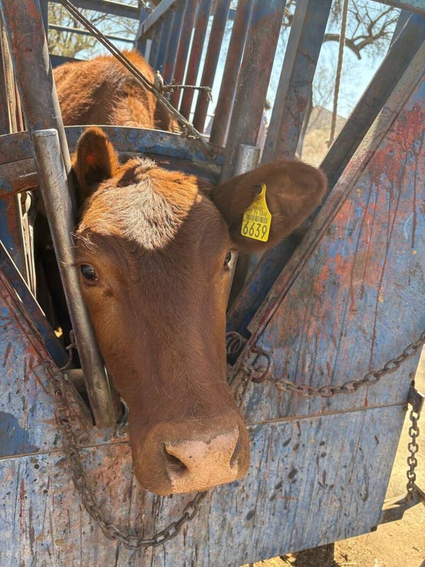 26-5848-6639 HEMBRA-BEEFMASTER
