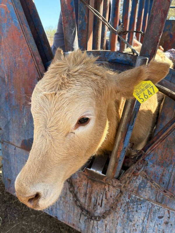 26-5901-5647 HEMBRA-CRUZA