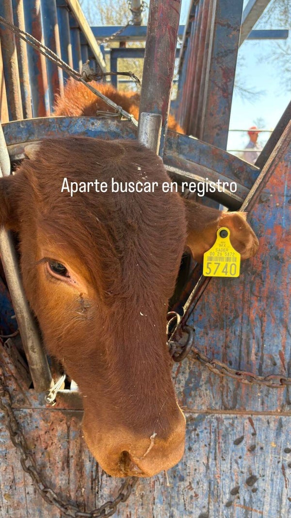 26-5872-5740 MACHO-BRANGUS