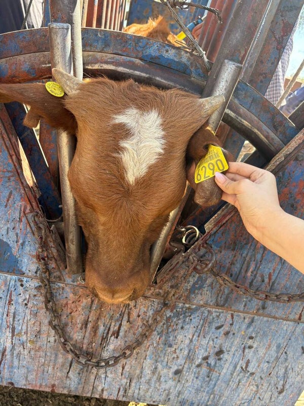 26-5801-6290 HEMBRA-CRUZA