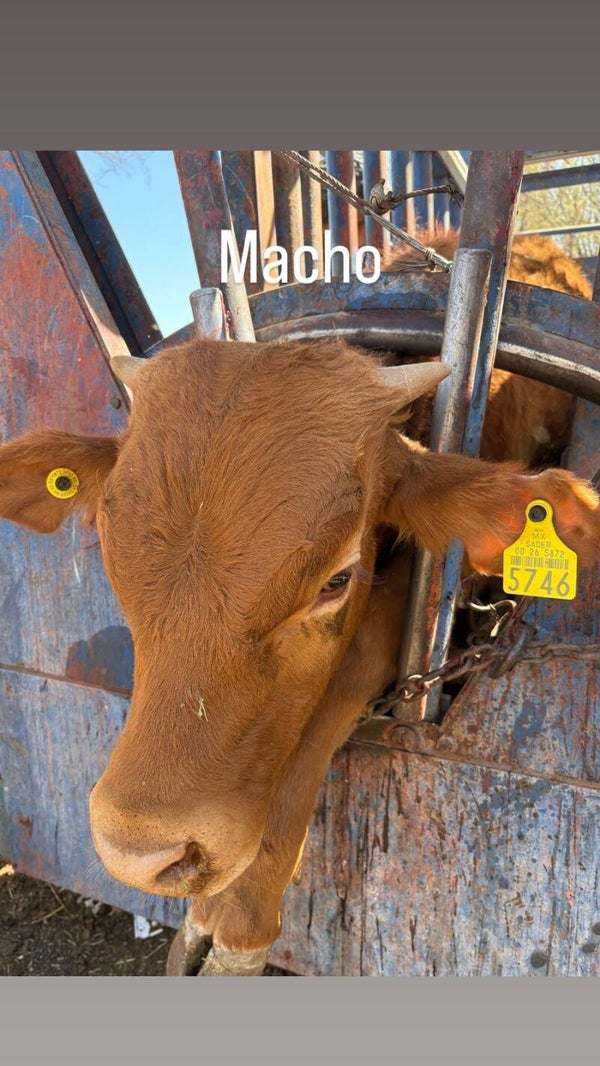 26-5872-5746 MACHO-BRANGUS
