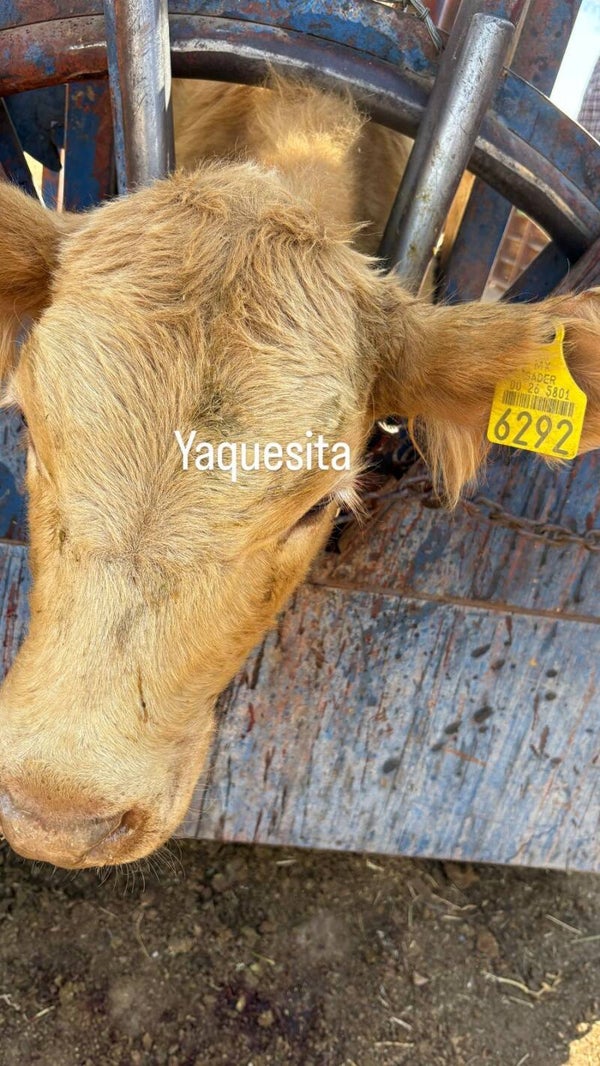 26-5801-6292 HEMBRA-CRUZA