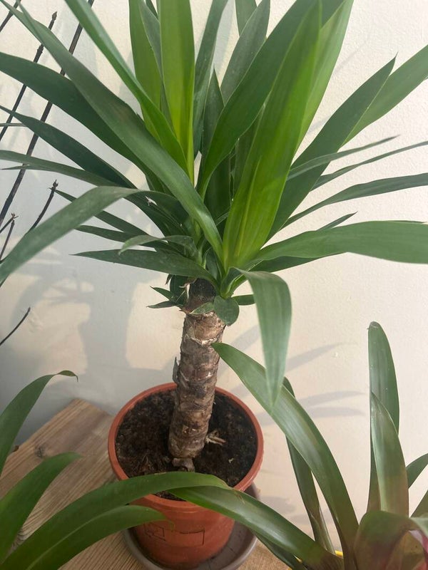 Plantes vertes