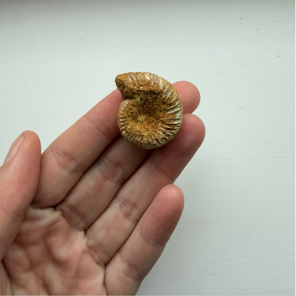 Ammoniet fossiel