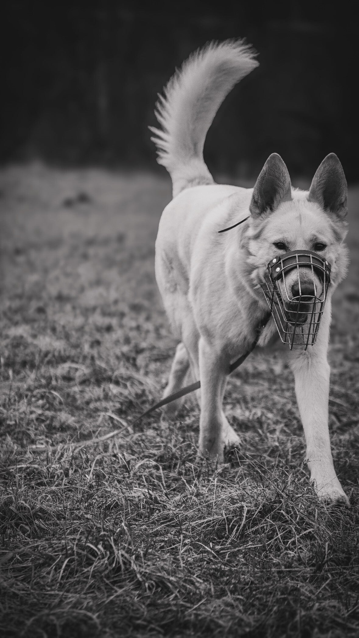 Weißer Schäferhund mit Maulkorb läuft auf Kamera zu