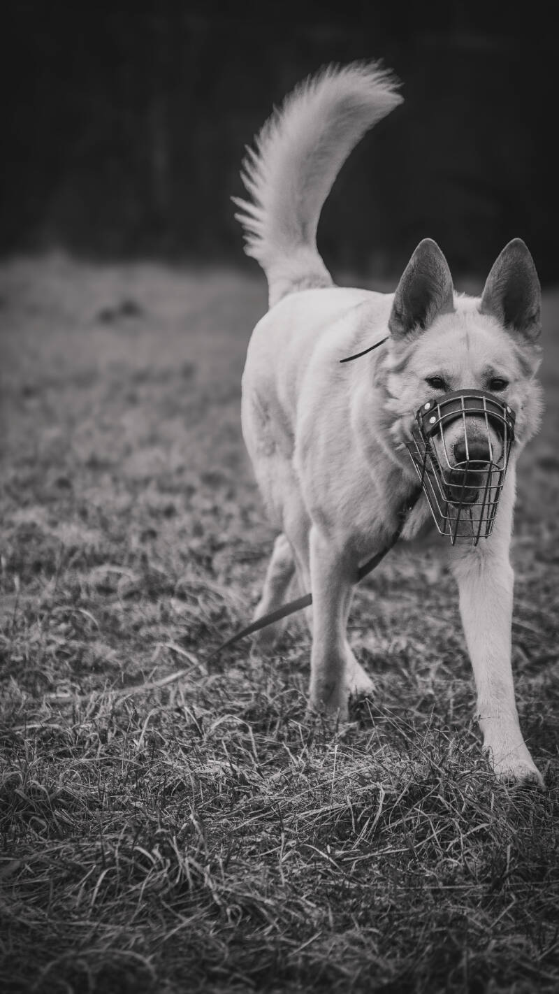 Weißer Schäferhund mit Maulkorb läuft auf Kamera zu