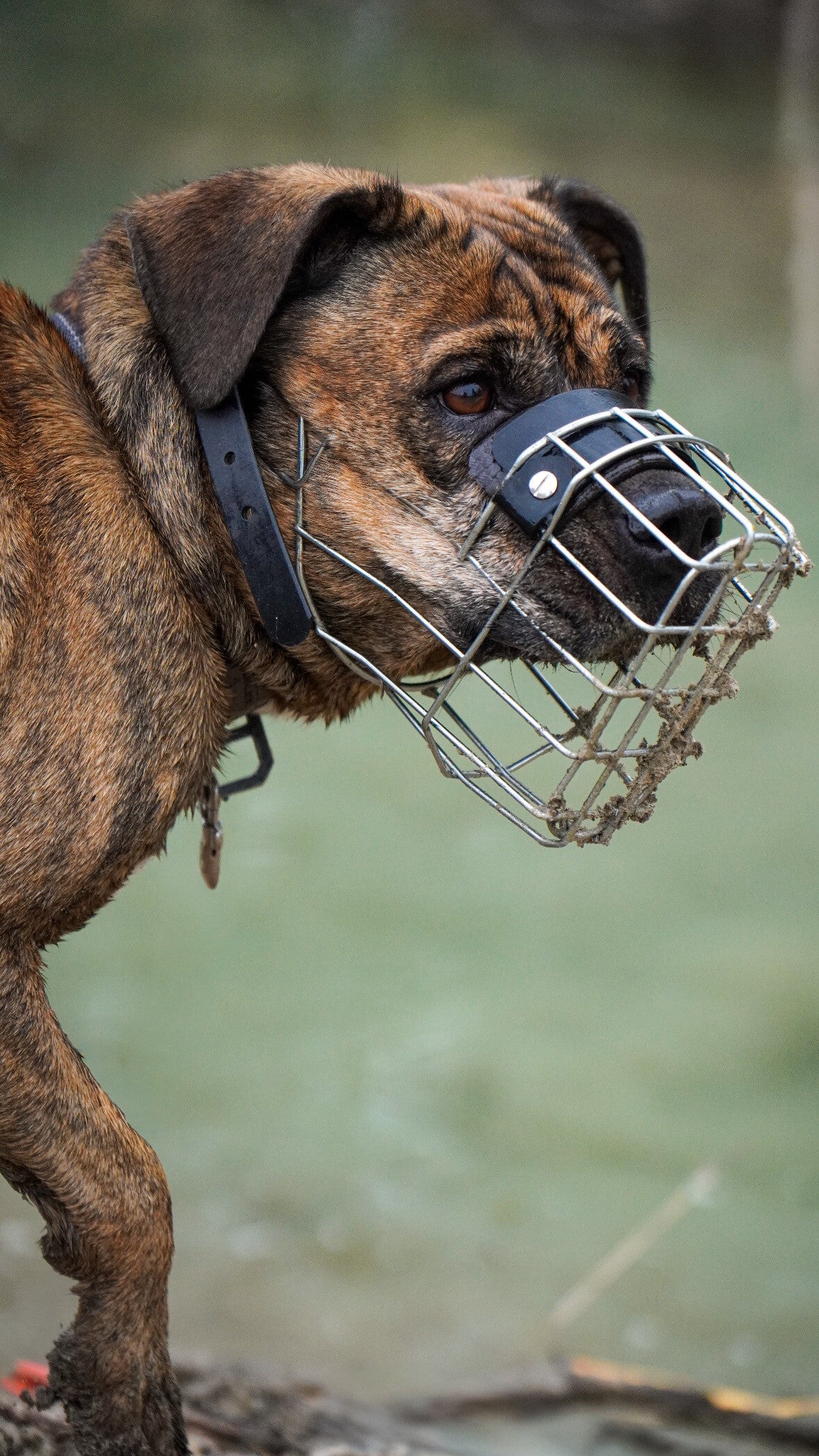 Gestromter Hund mit Maulkorb