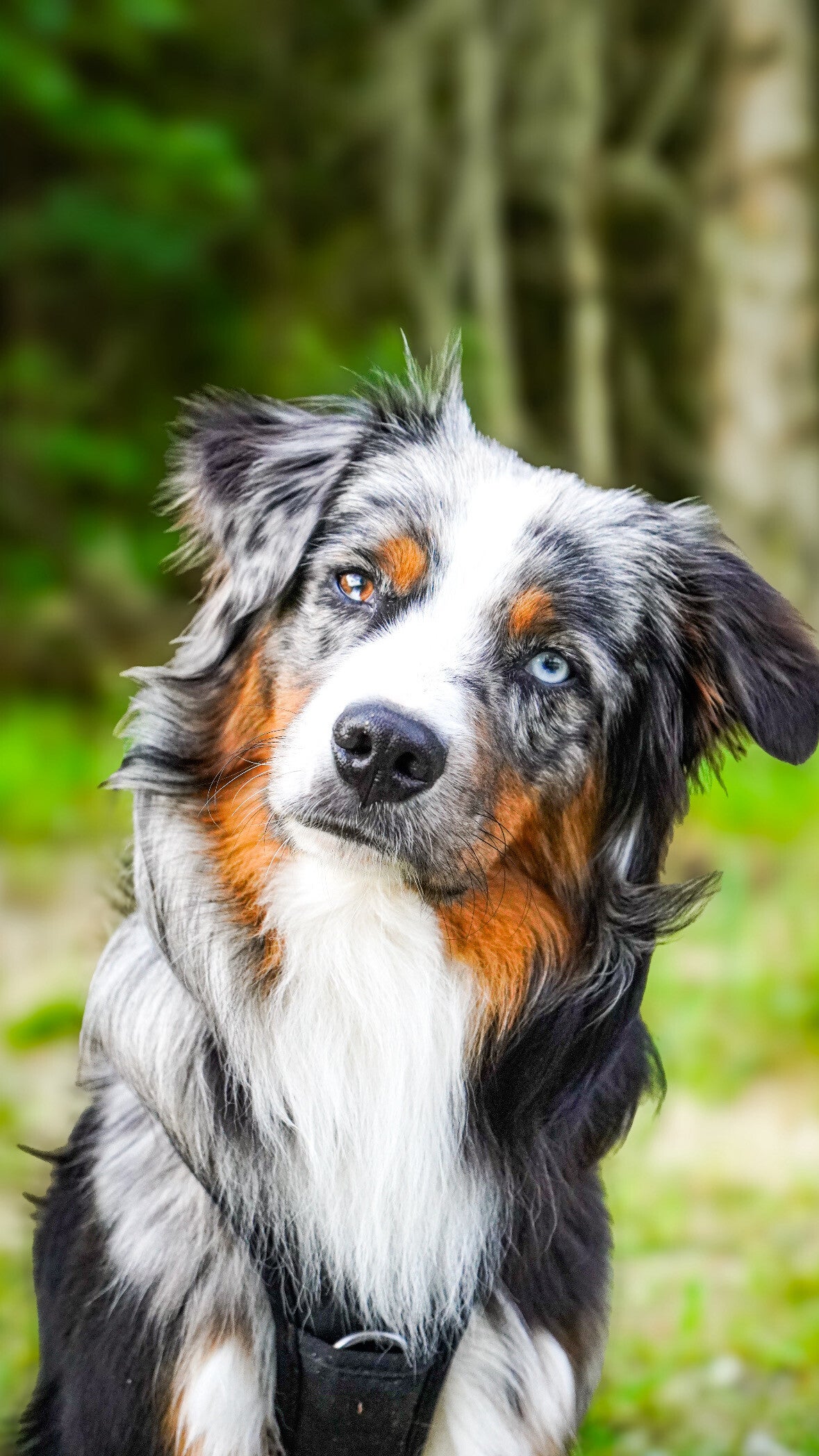 Einzelstunde bei der Hundeschule LuCanis