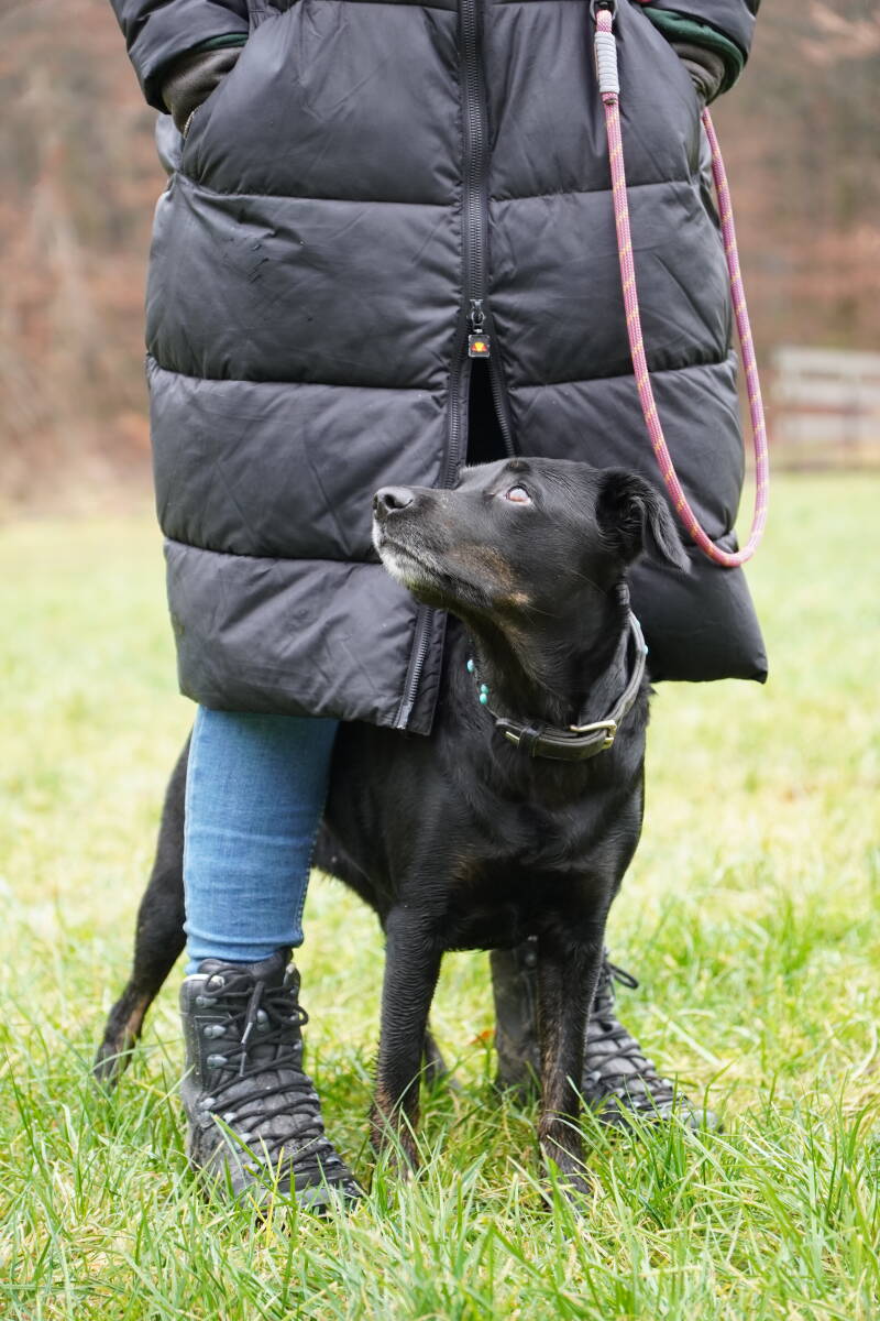 Schwarzer Hund steht zwischen den Beinen der Halterin und schaut zu Ihr auf