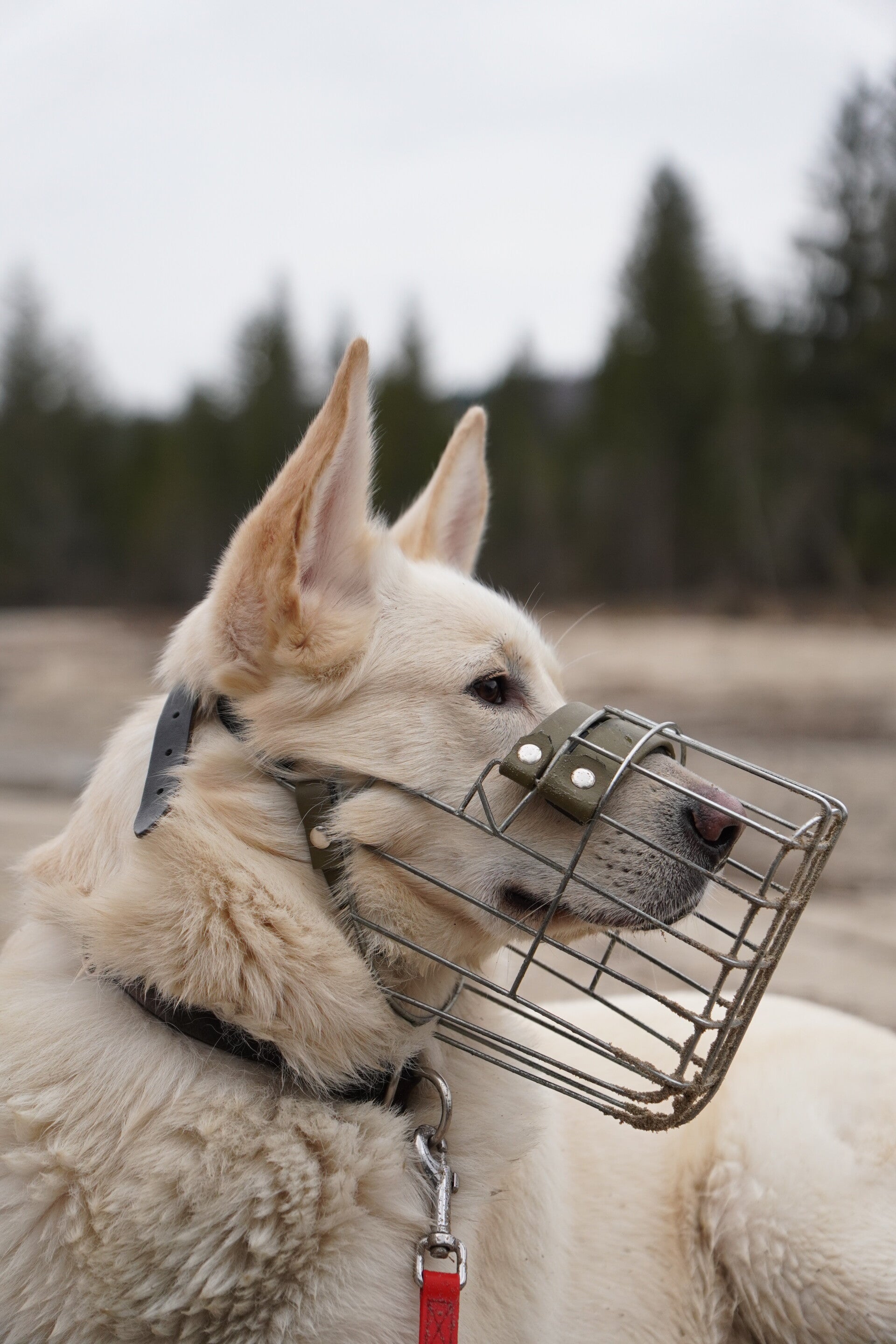 Weißer Schäferhund mit Maulkorb