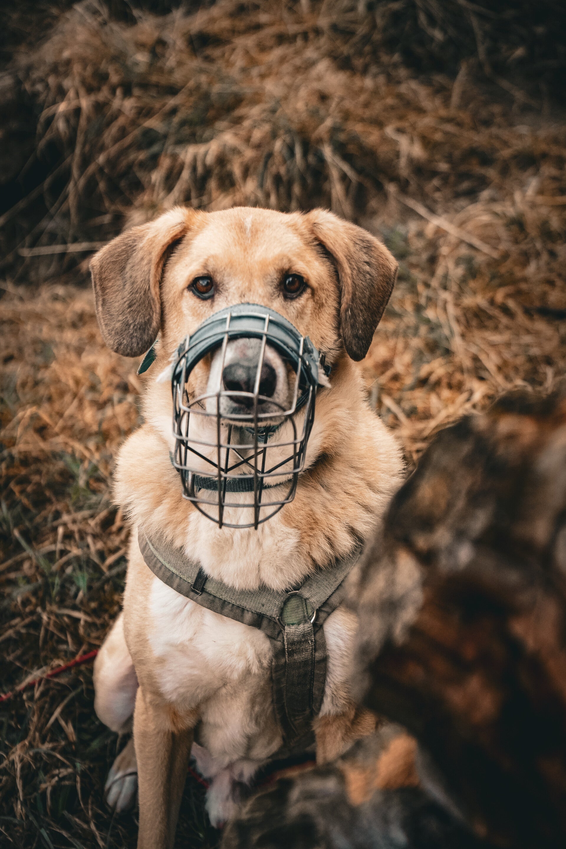 Beiger Hund mit Maulkorb