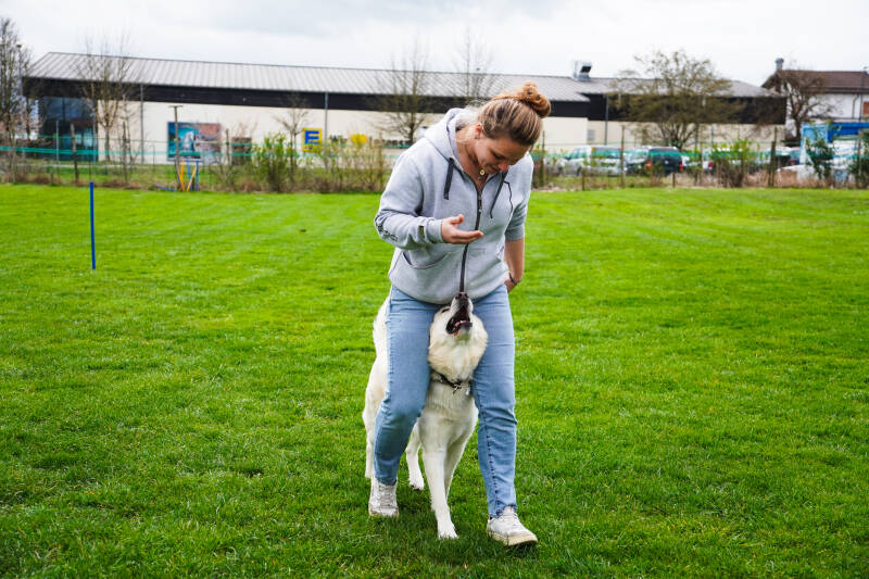 Weißer Schäferhund mit Halterin auf Hundeplatz beim Trainieren 