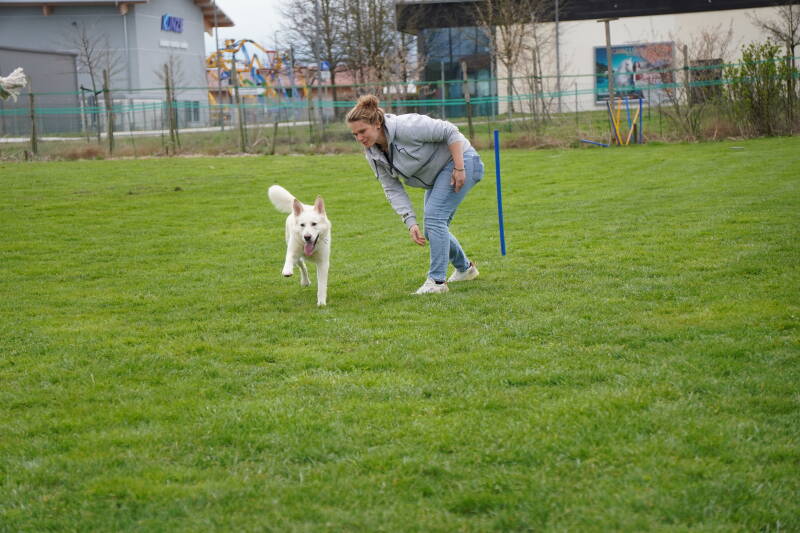 Weißer Schäferhund mit Halterin auf Hundeplatz beim Trainieren 