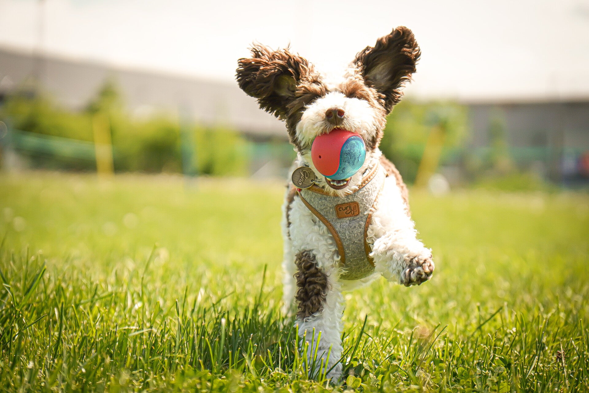 Toypudel mit blau-rotem Ball im Maul bei Hundeschule LuCanis München und Bruckmühl