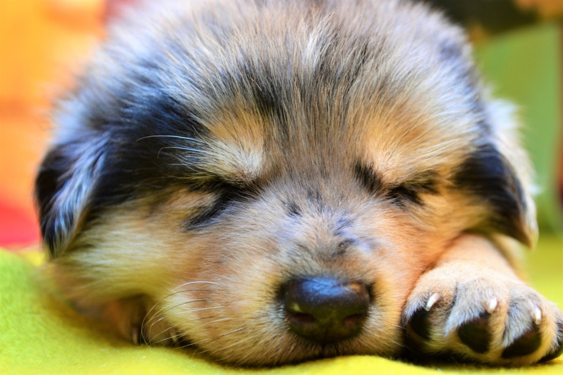 Australien Shepard Welpe der schläft