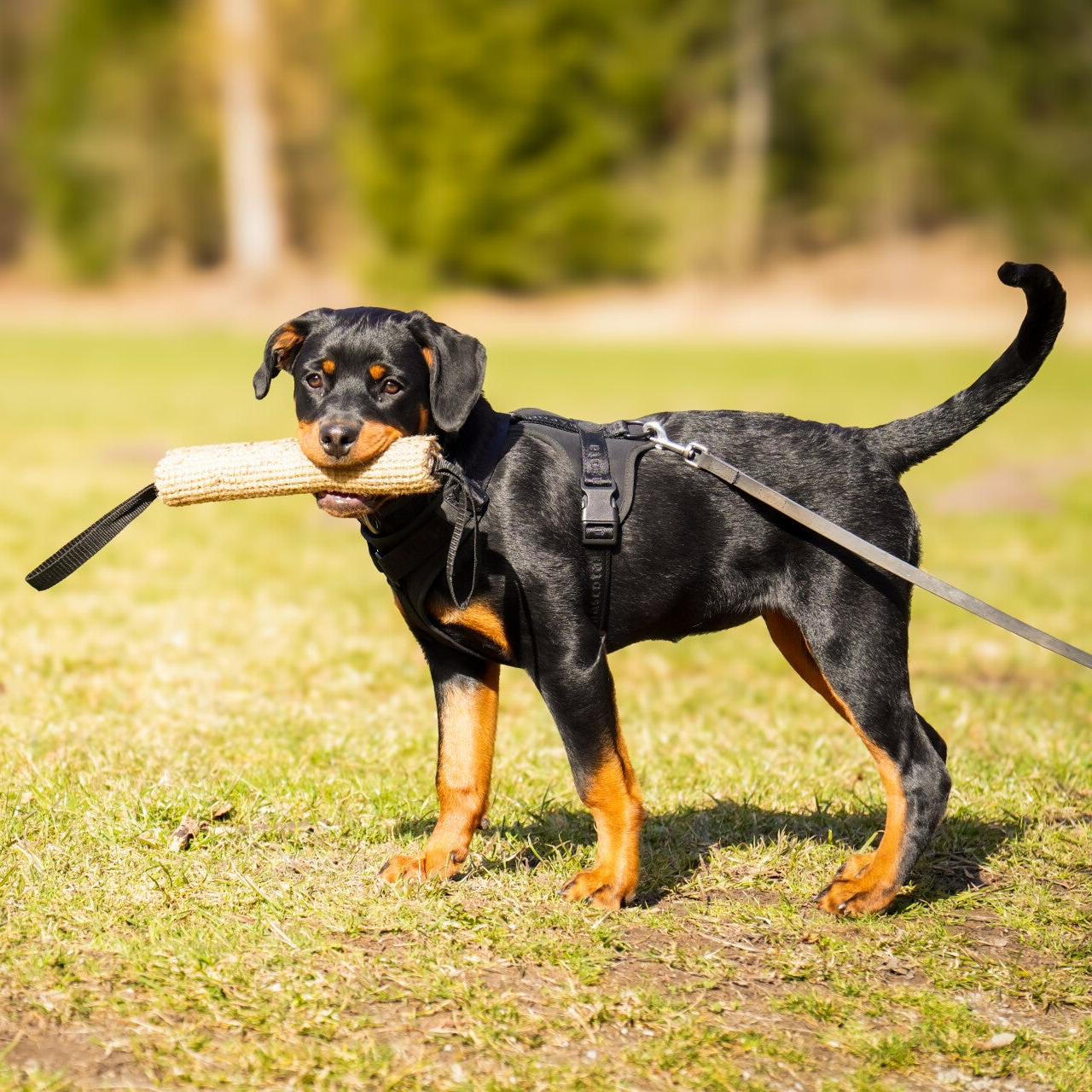 Hundeschule München: individuelles Hundetraining mit Hundetrainerin Louisa