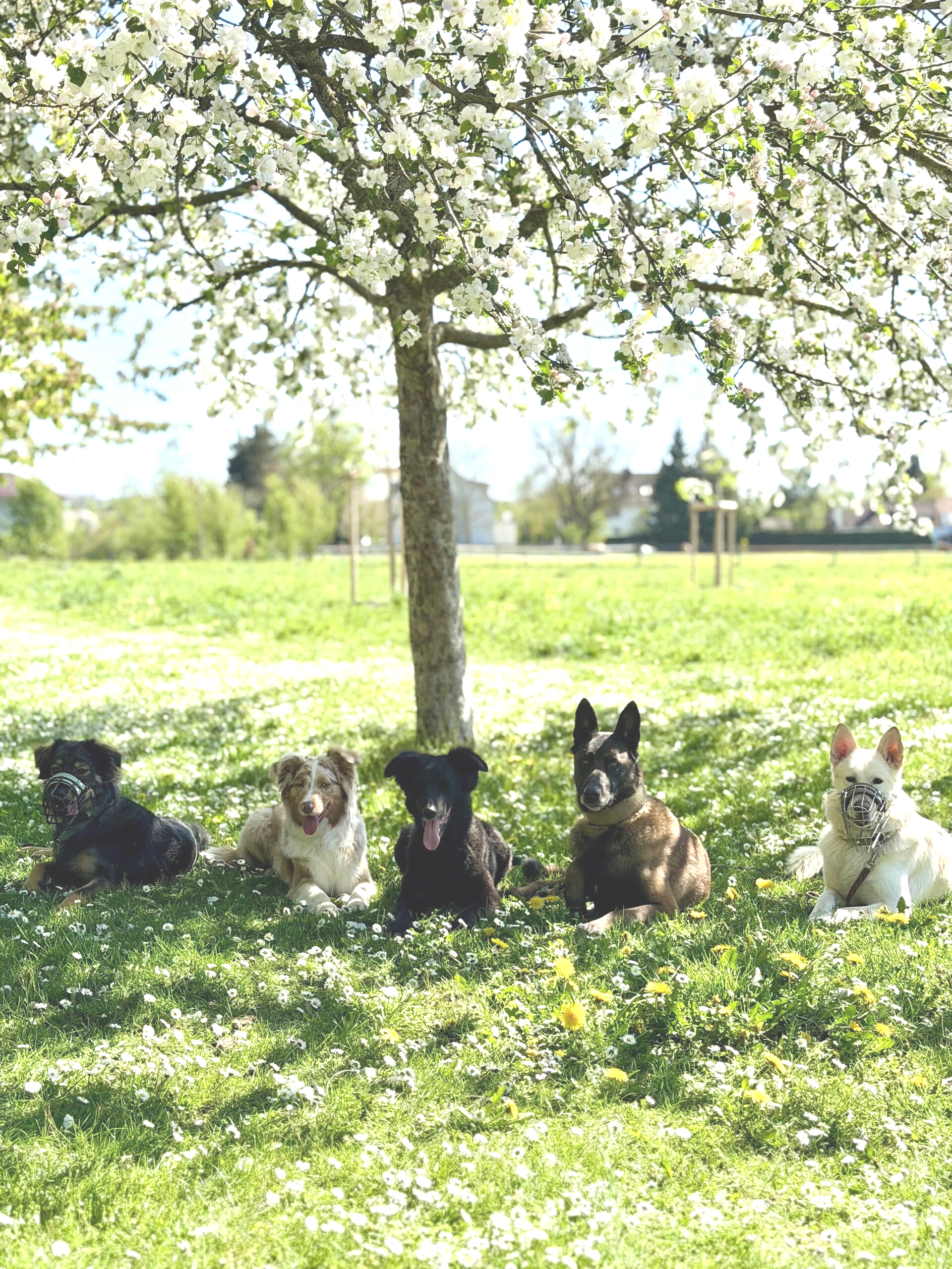 Fünf Hunde auf dem Trainingsgelände von Hundeschule LuCanis München und Bruckmühl