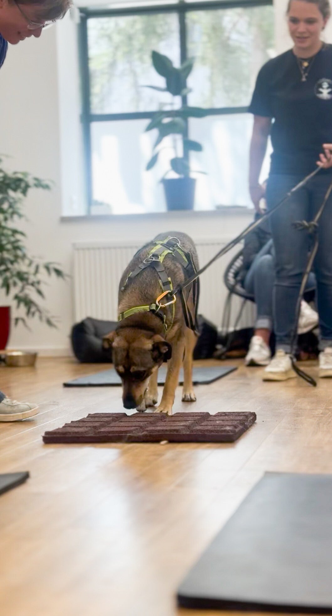 Ziegelstein, Gummimatten und Holzbrett mit Zahlen auf dem Boden, in der Mitte ein Stoffhund