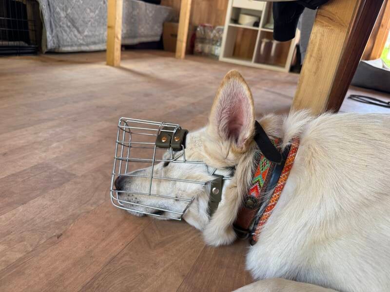 Weißer Schäferhund liegt auf Boden mit Maulkor und schläft