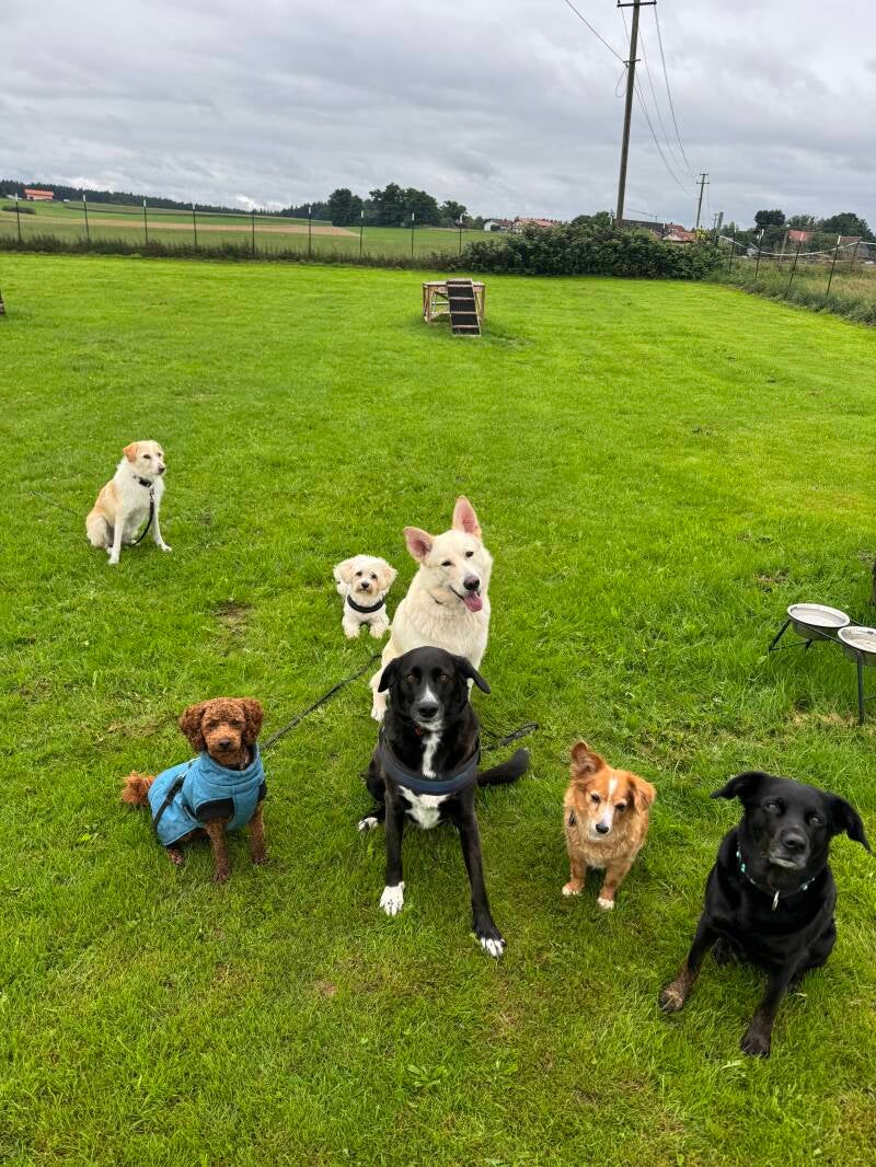 Gassi-Gruppe Hundeschule LuCanis München 