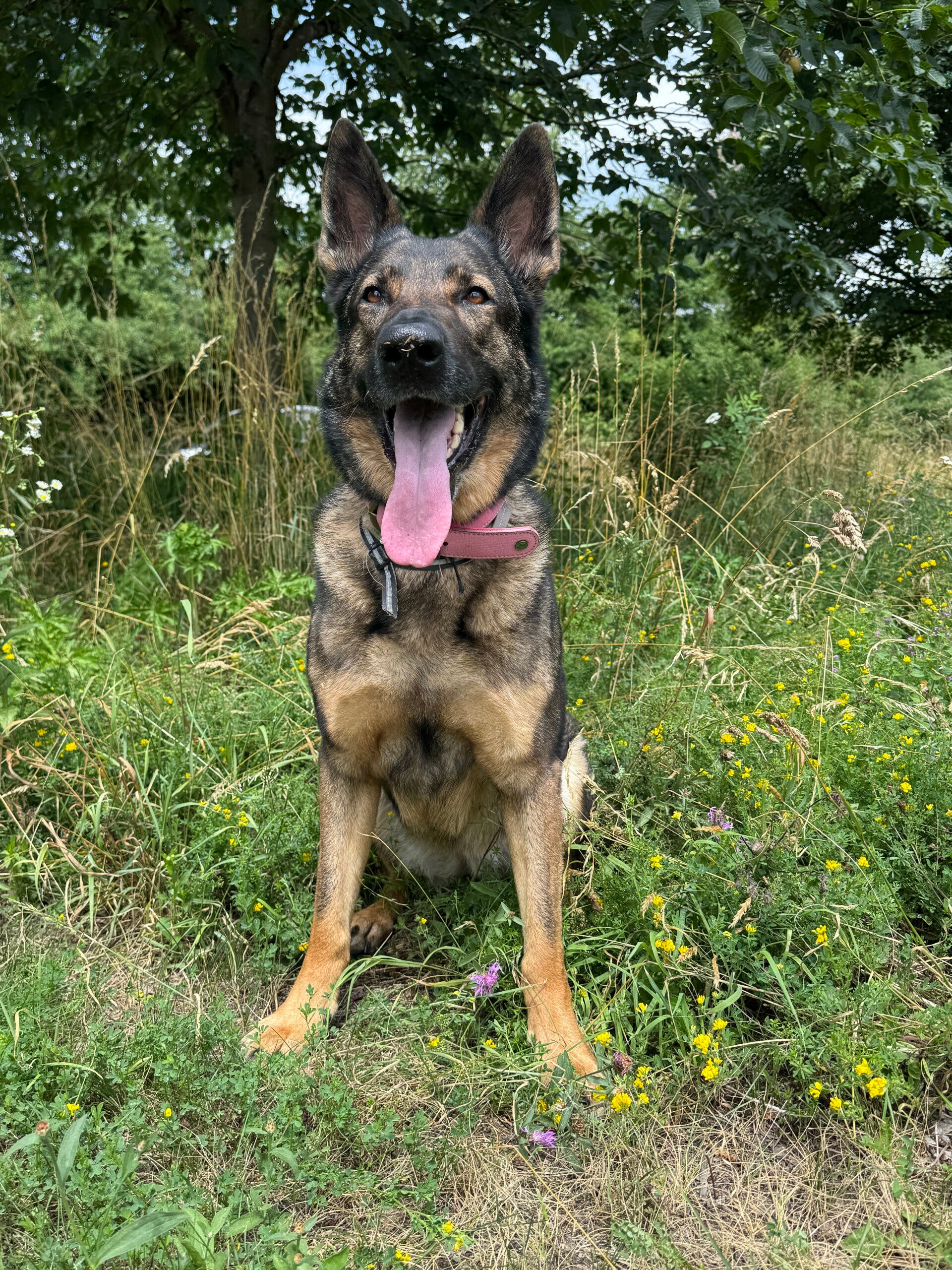 Einzelstunden bei Hundeschule LuCanis in München 