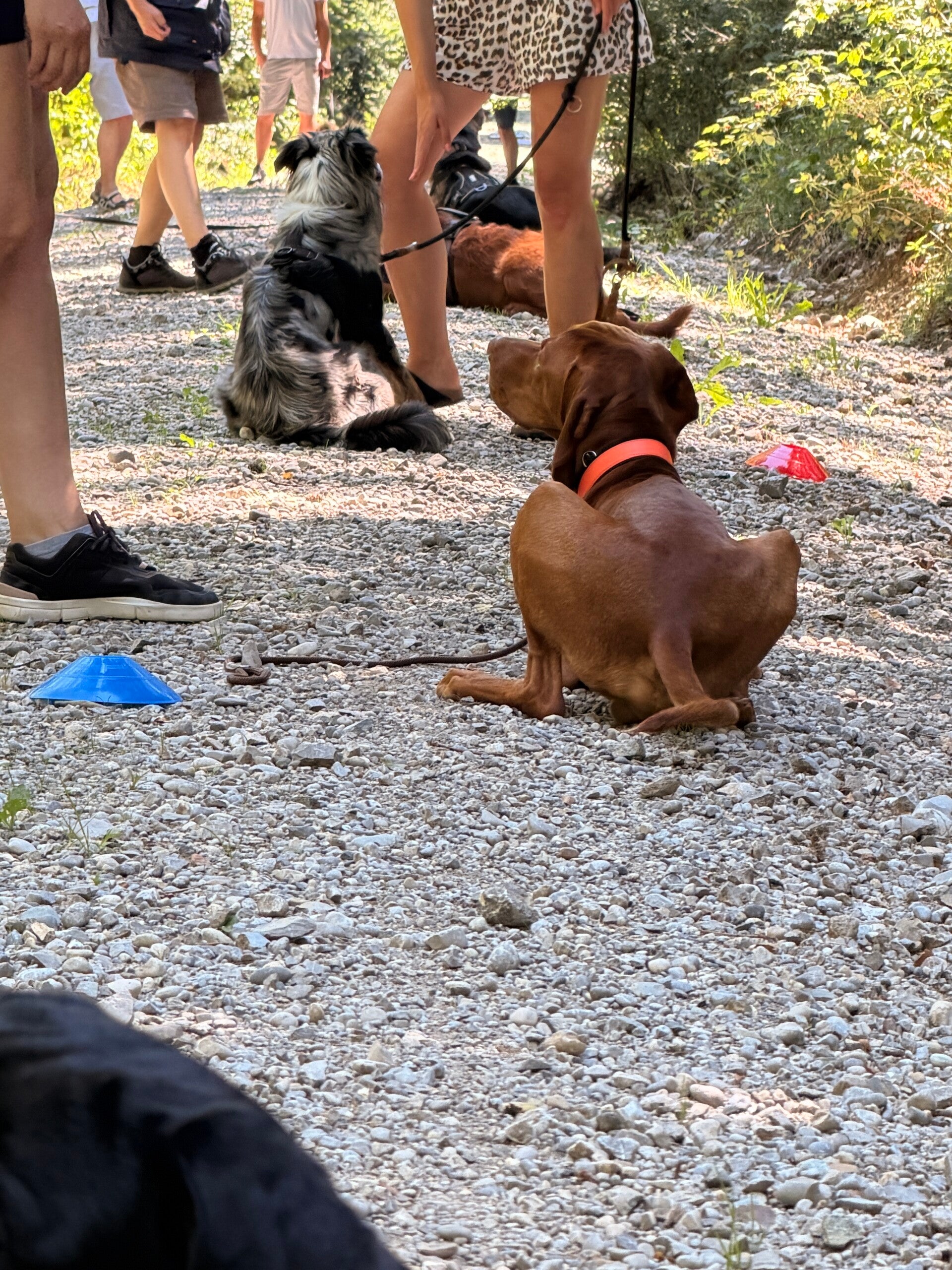 Lernspaziergang in der Hundeschule LuCanis in München und Bruckmühl