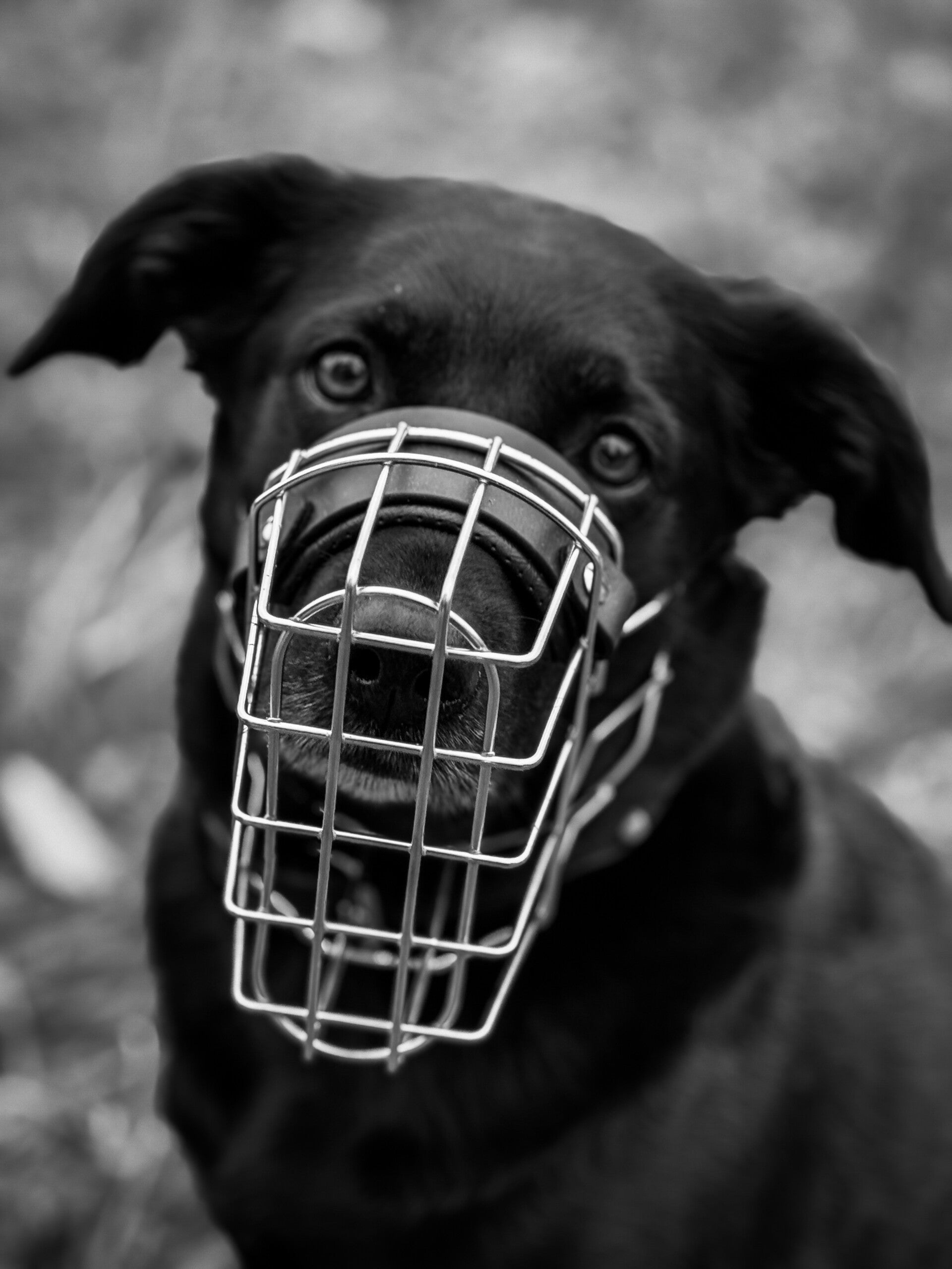 Schwarzer Hund mit Maulkorb