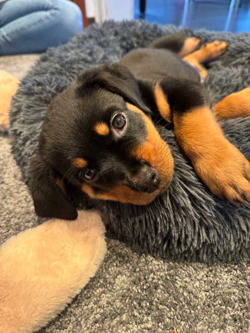 Rottweilerwelpe liegt in grauem Kuschelbett