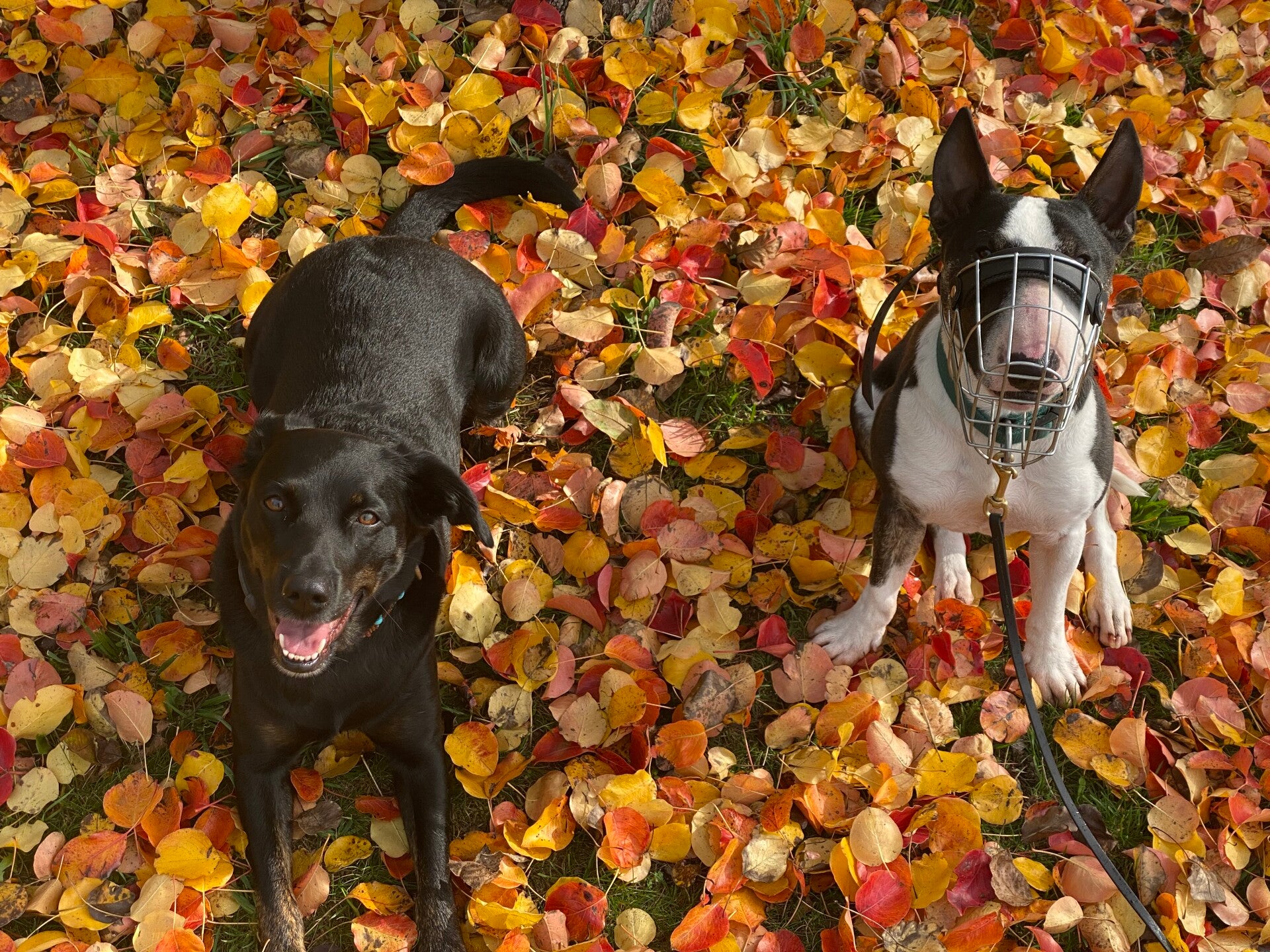Training mit Verhaltensauffälligkeiten in der Hundeschule LuCanis 