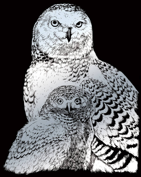 SILV43 - SNOWY OWLS SILVER