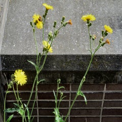 img_7881-standard.jpg