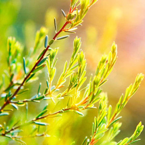 Tea Tree Hand Washgel